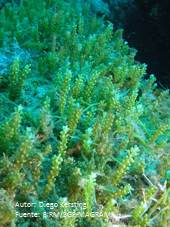 Caulerpa cylindracea, alga invasora de origen australiano