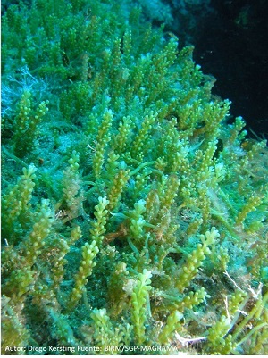 Caulerpa cylindracea, alga invasora de origen australiano