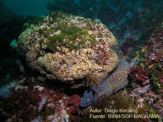 Cladocora caespitosa, coral endémico del Mediterráneo que puede llegar a formar grandes arrecifes. La Bahía de L'Illa Grossa (Islas Columbretes) alberga una de las mayores poblaciones del Mediterráneo