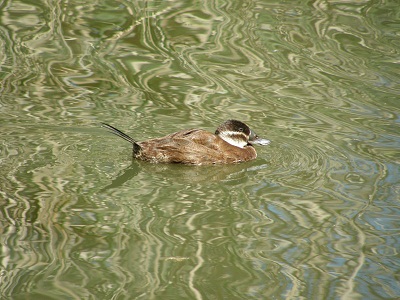 Malvasía cabeciblanca hembra