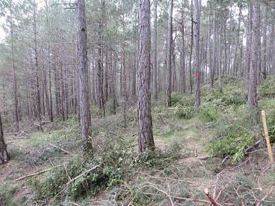 Pruebas piloto en pinares de la comarca del Solsonés