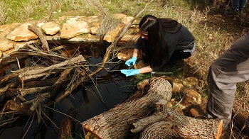 Reforzamiento poblacional de Tryturus pygmeus