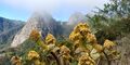 Parque Nacional de Garajonay. Foto: PN Garajonay
