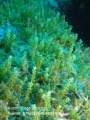 CAULERPA RED.JPG