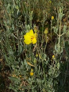 Jaguarzo blanco2.jpg