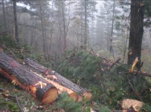 Distintos rodales de plantaciones de Pinus radiata intervenidas para acometer la restauración y/o regeneración de hayedos en el ámbito de la ZEC Ordunte (Bizkaia)