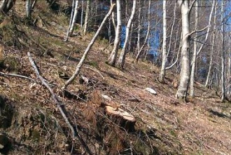 Distintos rodales de plantaciones de Pinus radiata intervenidas para acometer la restauración y/o regeneración de hayedos en el ámbito de la ZEC Ordunte (Bizkaia)